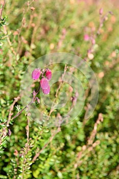Irish Heath Daboecia cantabrica Waleyâs Red, flowering photo